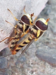 Ischiodon