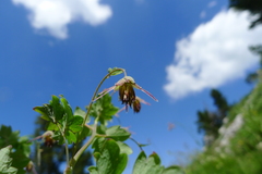 Thalictrum macrocarpum
