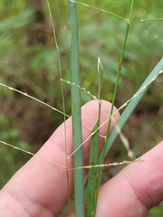 Digitaria ramularis