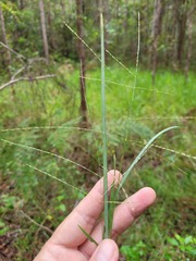 Digitaria ramularis