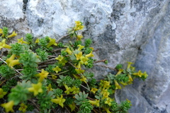 Thymelaea dioica
