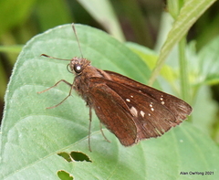 Polytremis lubricans