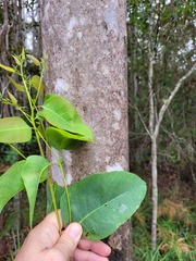 Eucalyptus camaldulensis simulata