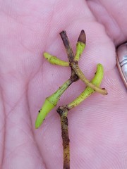 Eucalyptus camaldulensis simulata