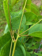 Eucalyptus camaldulensis simulata