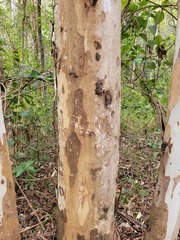 Eucalyptus camaldulensis simulata