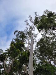 Eucalyptus camaldulensis simulata