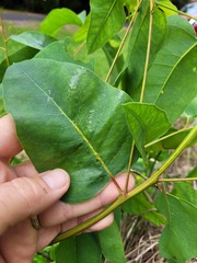 Eucalyptus camaldulensis simulata