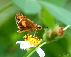 Oriens paragola