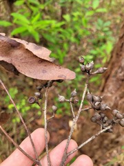 Eucalyptus mediocris