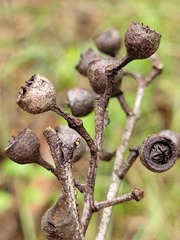 Eucalyptus mediocris