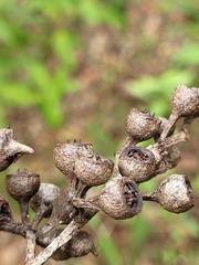 Eucalyptus mediocris