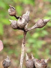 Eucalyptus mediocris