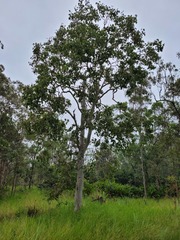 Eucalyptus platyphylla