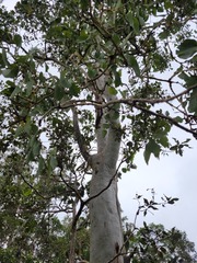 Eucalyptus platyphylla