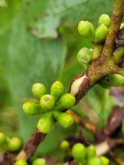 Eucalyptus platyphylla