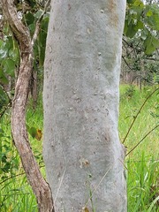 Eucalyptus platyphylla