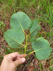 Eucalyptus platyphylla