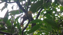 Cichlocolaptes leucophrus