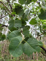 Eucalyptus platyphylla