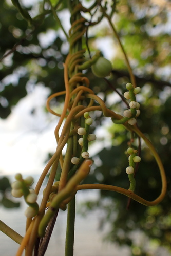 Cassytha filiformis observed 2019-04-22