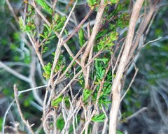 Cymbopappus adenosolen