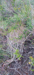 Cymbopappus adenosolen