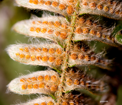Pleopeltis lepidopteris