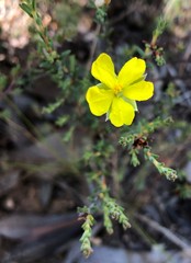 Hibbertia devitata