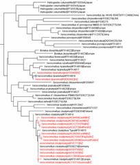 Xerocomellus cisalpinus