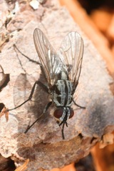 Eustalomyia festiva