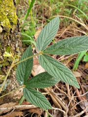 Flemingia parviflora