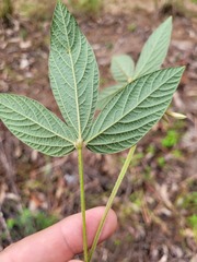 Flemingia parviflora