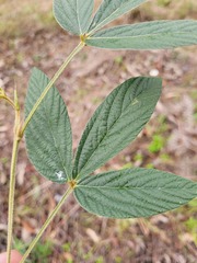 Flemingia parviflora