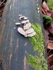 Schizophyllum commune