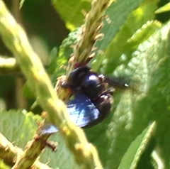 Xylocopa fimbriata