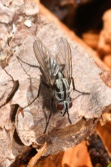 Eustalomyia festiva
