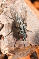 Eustalomyia festiva