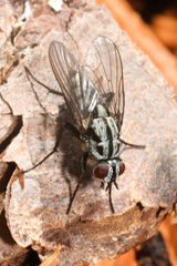 Eustalomyia festiva