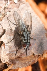 Eustalomyia festiva