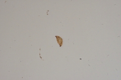 Callidrepana hirayamai