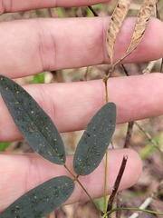Glycine cyrtoloba