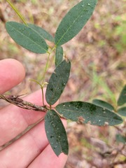 Glycine cyrtoloba