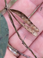 Glycine cyrtoloba