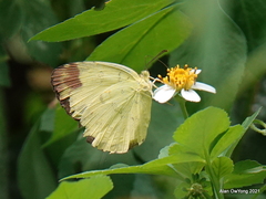 Eurema simulatrix tecmessa