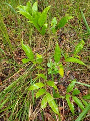 Guioa acutifolia
