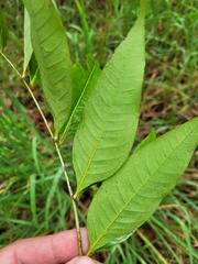 Guioa acutifolia