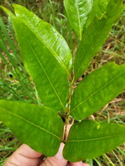 Guioa acutifolia