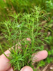 Haloragis heterophylla