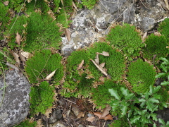 Selaginella pilifera